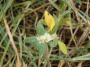 Descrierea imaginii Alternanthera paronichyoides.JPG.