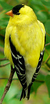 An American Goldfinch resting on a branch.