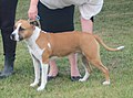 American Staffordshire Terrier, red & white