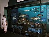 Display in Milstein Hall of Ocean Life