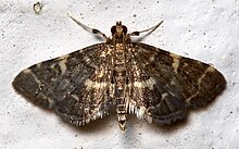 Anageshna primordialis.jpg