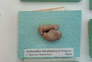 Anahamulina subcylindrica (d'Orbigny), Lower Barremian, Brestak, (Coll. St. Breskovski) at the Sofia University 'St. Kliment Ohridski' Museum of Paleontology and Historical Geology.jpg