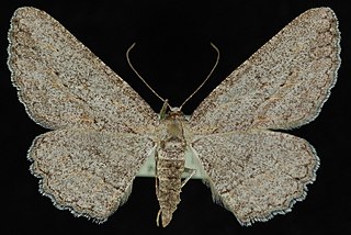 <i>Anavitrinella addendaria</i> Species of moth