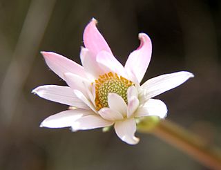 <i>Anemone thomsonii</i> Species of flowering plant in the buttercup family Ranunculaceae