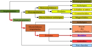 "Representacion grafica de la classificacion filogenetica"