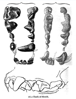 Animaldentition mephitismephitis.png