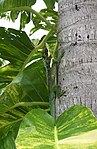 Anolis equestris camouflage