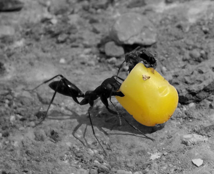 File:Ant with corn.jpg