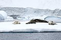 לובודני סרטנים עם כלב ים נמרי על הקרח