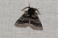 Anthela tetraphrica (26998048801) .jpg