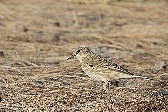 Wintering Anthus spinoletta blakistoni at Tal Chhapar Sanctuary Anthus spinoletta Water Pipit.jpg