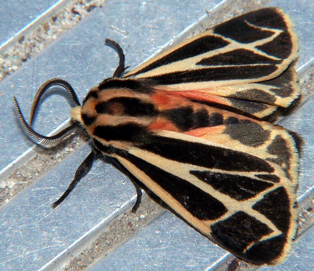 Apantesis