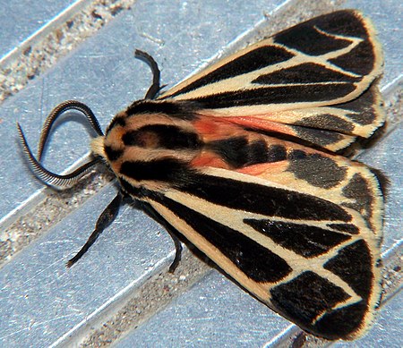 Arctiinae