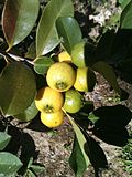 Miniatura para Psidium guineense