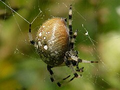 AraneusTrifolium1.jpg