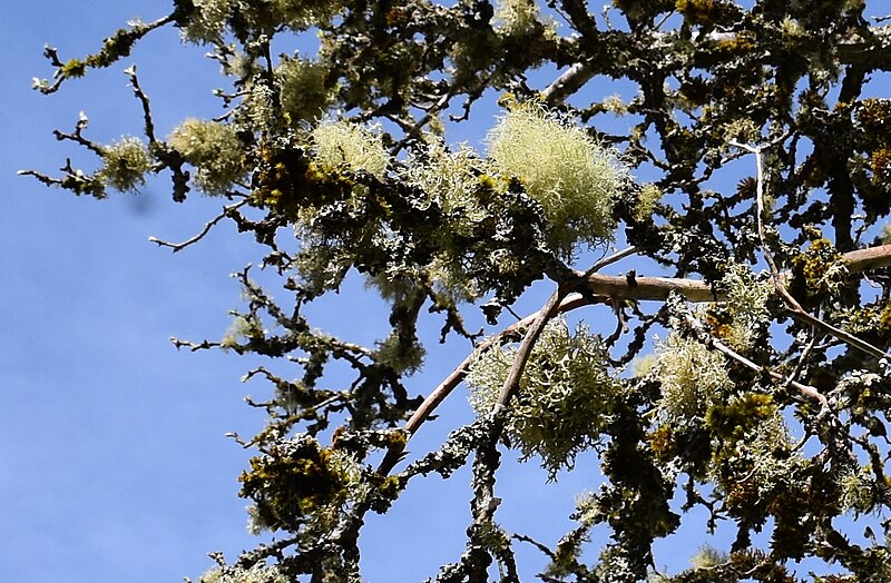 File:Arbre couvert de lichen.jpg