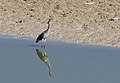 le Héron cendré (Ardea cinerea) ;