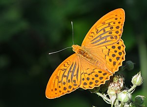 Imperial coat (Argynnis paphia) ♂