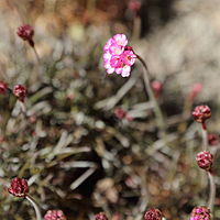 Armeria maritima-IMG 7228.JPG