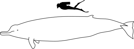Tập_tin:Arnoux's_beaked_whale_size.svg