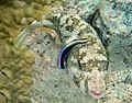 Arothron hispidus is being cleaned by Hawaiian cleaner wrasses, Labroides phthirophagus 1.jpg