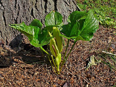 Arum maculatum Habitus