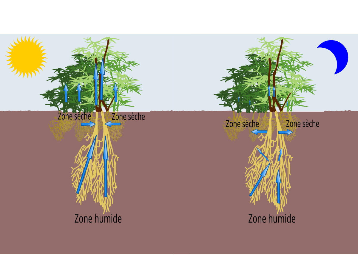 Wikidébrouillard ] Indicateur de l'hydratation d'une plante