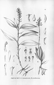 plate 53 I. Aspidogyne foliosa (as syn. Physurus aratanhensis), II. Aspidogyne metallescens (as syn. Physurus metallescens)