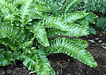 Escolopendrium Asplenium 'Crispa' kz02.jpg