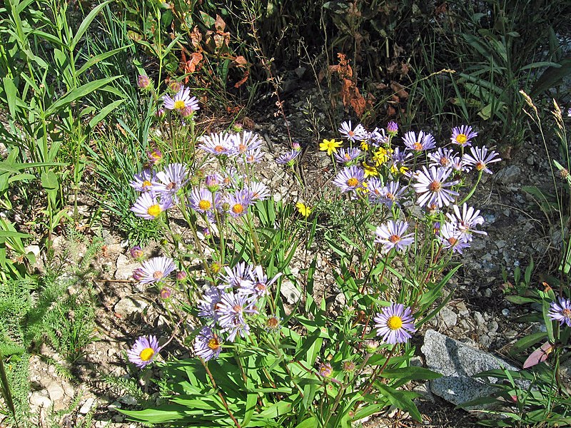 File:Asters SNRA.JPG