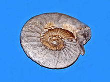 Ataxioceratidae - Ataxioceras conditum.JPG