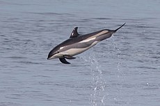 Atlantic white-sided dolphin.jpg