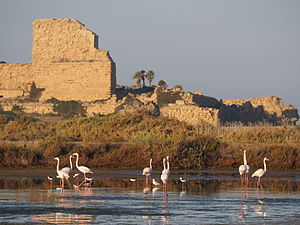 Atlit fortress and Flamingo.JPG
