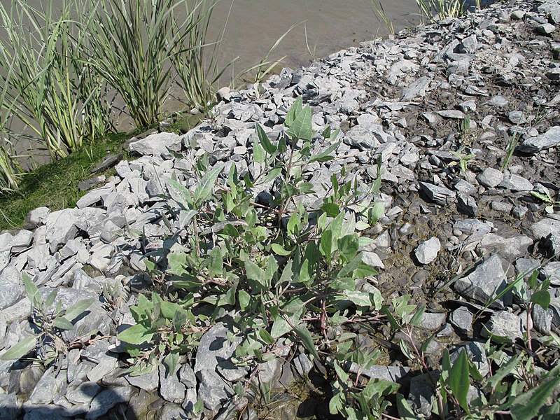 File:Atriplex prostrata 15-p.bot-atri.hast-036.jpg