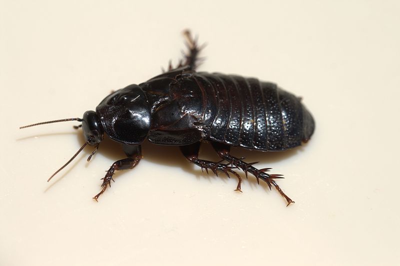 File:Australian Wood Cockroach 08.jpg
