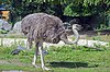 Strut (Zoo-Amiens) .JPG