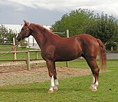 A chestnut-colored horse Avenger - Westphalian horse.jpg