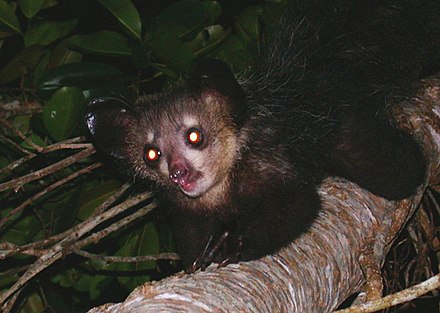 Люди ай ай. Aye-Aye (Daubentonia madagascariensis). Мадагаскарская обезьяна. Ай ай Дикая. Примат со светящимися глазами.