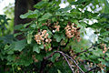 White currant