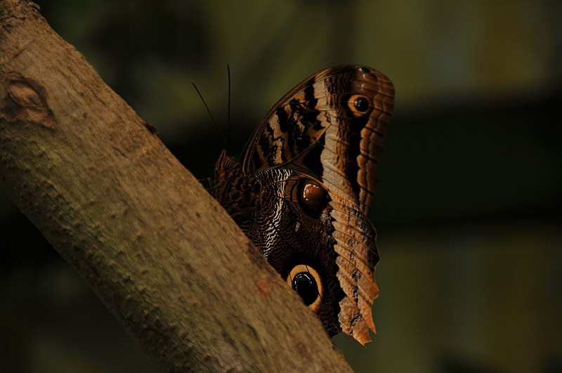 File:BICHOS EN MONTEVERDE - panoramio.jpg