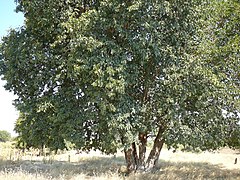 Description de l'image Baikiaea plurijuga arbre MHNT.JPG.