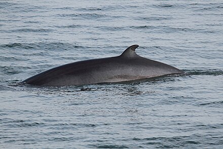 Малый полосатик. Малый полосатик Balaenoptera acutorostrata. Малый полосатик кит. Северный малый полосатик. Карликовый полосатик.