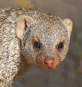 <span class="mw-page-title-main">Banded mongoose</span> Species of mongoose from Africa