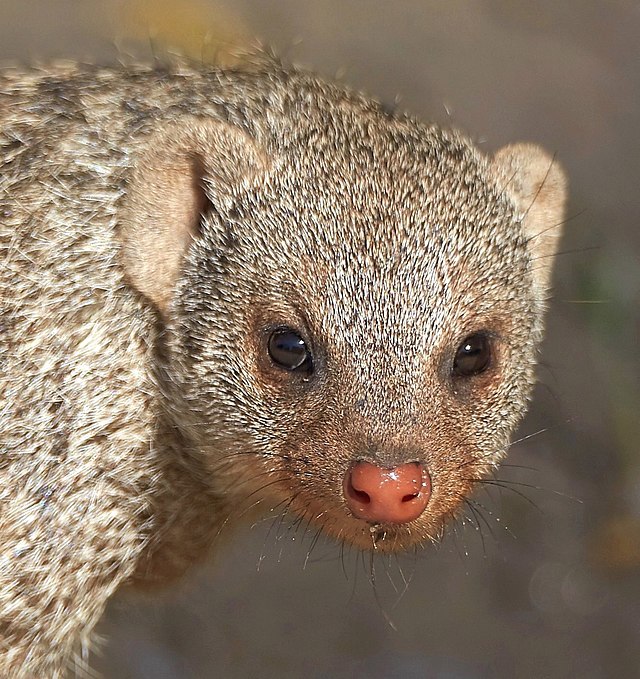 Banded mongoose - Wikipedia
