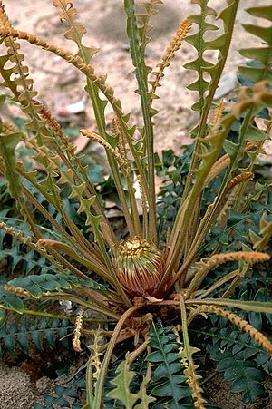 Banksia calophylla.jpg