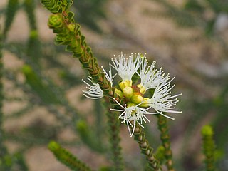 <i>Beaufortia sprengelioides</i> Species of flowering plant
