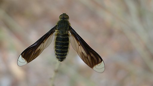 Bee Fly, Comptosia quadripennis (6797292941)