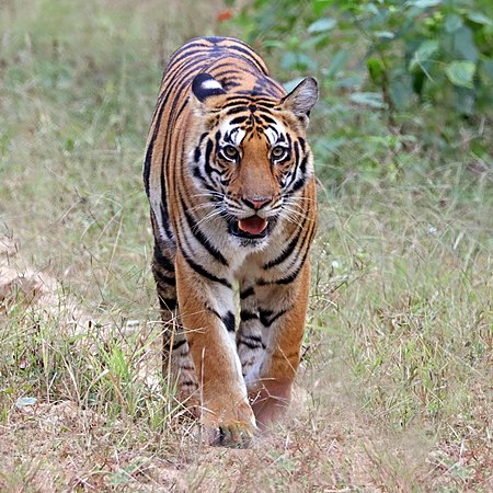 ♀ Panthera tigris tigris (Bengal tiger) Kanha National Park, India
