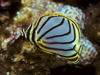 <span class="mw-page-title-main">Scrawled butterflyfish</span> Species of fish