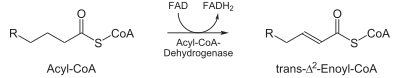 1) Acyl-CoA – nenasycený acyl-CoA